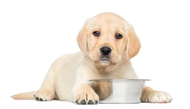 New Research: Probiotics Link to Gut Health and Pet Behavior