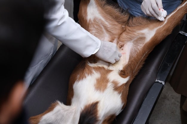 A veterinarian examining a dog's abdomen. The dog appears calm and relaxed, while the vet is gently palpating the area, indicating a focus on digestive health.