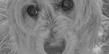 Understanding Canine Cognitive Dysfunction: Early Detection and Management - Cover Image