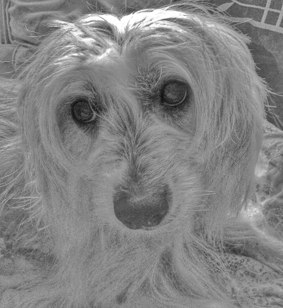 Understanding Canine Cognitive Dysfunction: Early Detection and Management