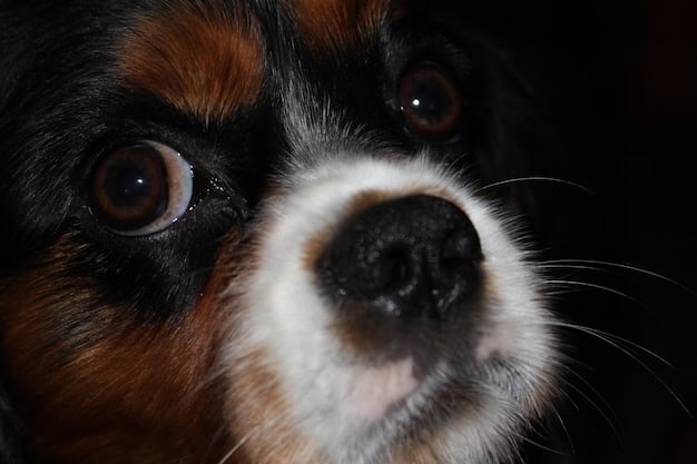 A close-up, slightly blurred image of a dog's face. The dog has a concerned or confused expression, with a visible graying around the muzzle and eyes, highlighting the effects of aging and cognitive decline. The focus is on the eyes, which seem to convey a sense of disorientation.