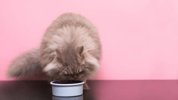 A close-up photo of a cat eating wet food from a bowl, highlighting the importance of moisture-rich diets for urinary health.