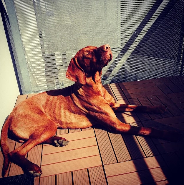 Stop the Scratch: Identifying & Treating Pet Skin Problems