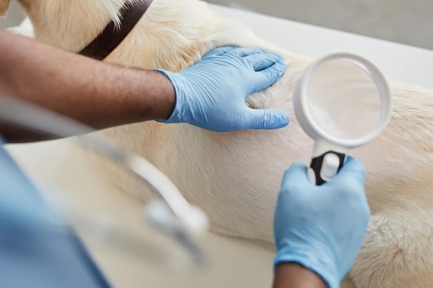 A veterinarian examining a dog's skin with a magnifying glass, looking for signs of infection or parasites. The vet is wearing gloves and is in a clinical setting, emphasizing the professional approach to diagnosing skin conditions in pets.