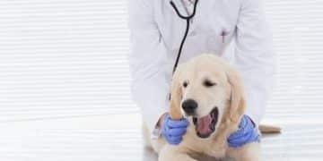 The Importance of Regular Vet Visits: Saving Money and Keeping Pets Healthy - Cover Image