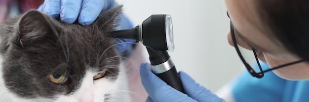 A close-up of a vet gently checking a cat's ears with an otoscope in a well-lit examination room. The cat appears calm and is purring softly.