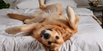 Pain Management for Pets: Options for a Happy, Healthy Life - Cover Image