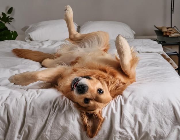 Pain Management for Pets: Options for a Happy, Healthy Life