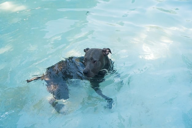A small dog happily swimming in an underwater treadmill, showcasing the benefits of hydrotherapy for pain management and rehabilitation.