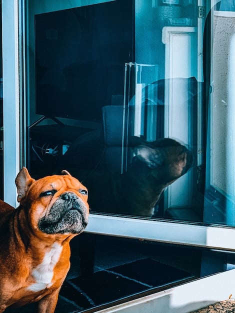 A close-up of a dog's face, looking alert and barking towards a window. The window shows a clear view of a busy street with people and other dogs passing by.