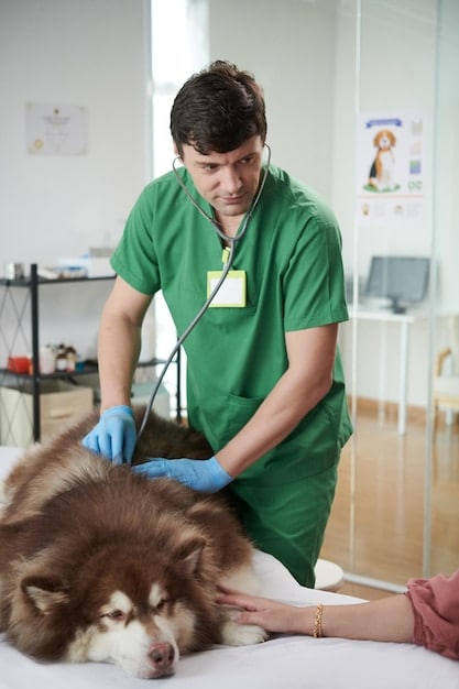 A veterinarian gently examining a dog on an examination table. The vet is holding a stethoscope to the dog's abdomen, and the dog appears calm and relaxed.