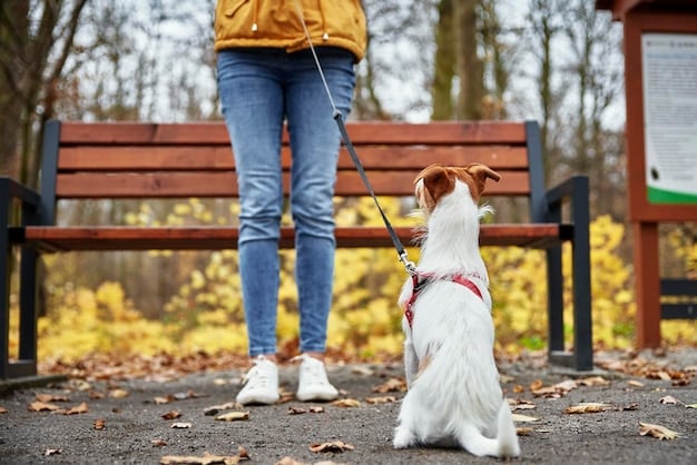 A dog trainer is kneeling down and calmly offering a treat to a small terrier wearing a harness and leash. The dog is looking at the trainer and appears relaxed. They are in a quiet park setting.