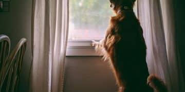Separation Anxiety in Dogs: A Step-by-Step Plan for 2025 - Cover Image