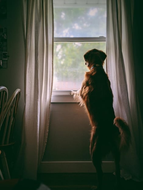Separation Anxiety in Dogs: A Step-by-Step Plan for 2025
