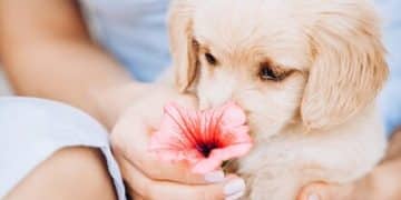 Stop Puppy Biting: Expert Techniques for a Gentle Pup in 3 Weeks - Cover Image