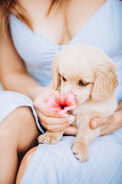 Stop Puppy Biting: Expert Techniques for a Gentle Pup in 3 Weeks