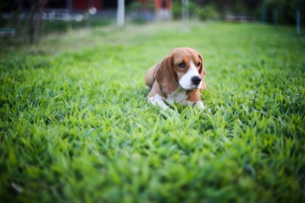 A beagle puppy sitting on grass, mouth slightly open as if playfully nipping, with a blurred background of a park setting. The puppy has a curious and innocent expression.
