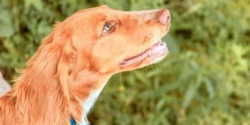 Decoding Dog Body Language: 5 Signs Your Dog Is Talking To You - Cover Image