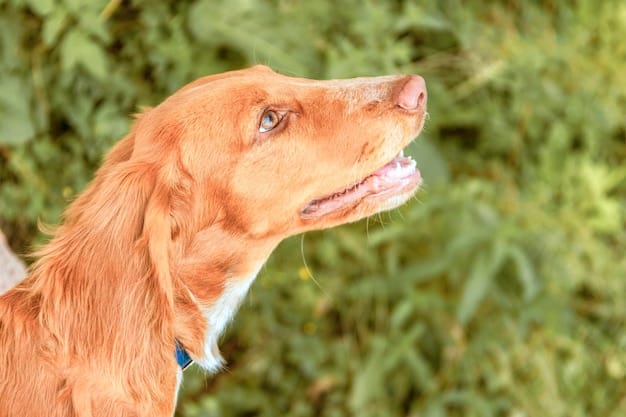 Decoding Dog Body Language: 5 Signs Your Dog Is Talking To You
