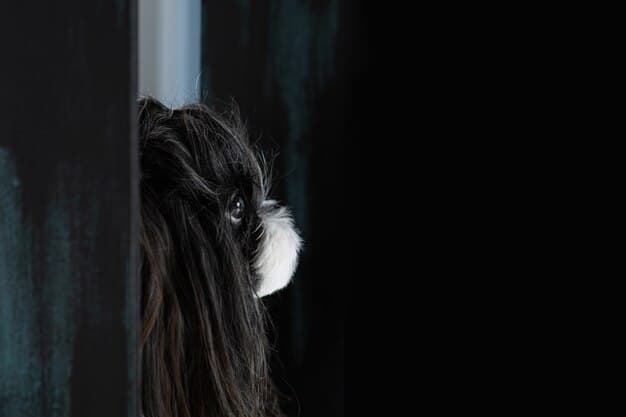 A medium shot of a dog with its head turned slightly, showing the whites of its eyes (whale eye). The dog appears tense, and the background is slightly blurred.