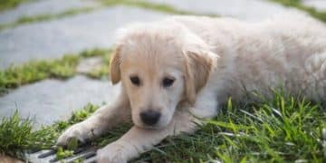 Crate Training in 14 Days: The Ultimate Guide - Cover Image