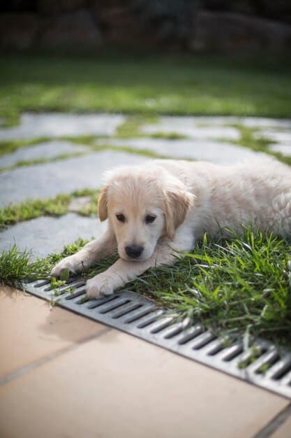 Crate Training in 14 Days: The Ultimate Guide