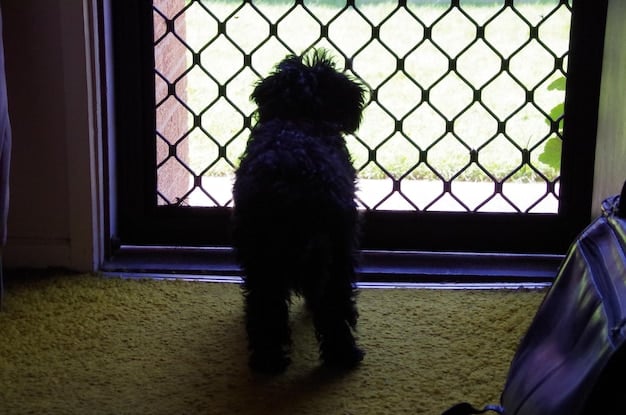 A small terrier mix is pawing at the closed door of a wire crate, looking anxious and whining. The crate is in a living room setting, and the dog is wearing a collar.