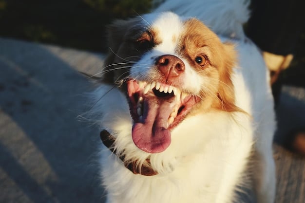 A close-up shot of a dog eagerly running toward its owner, tongue lolling out, eyes focused, and tail wagging furiously. The owner is extending a hand with a treat, smiling encouragingly.
