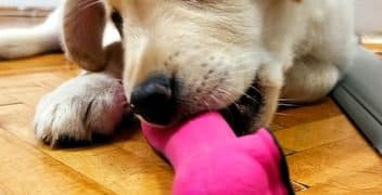 Stop Destructive Chewing: 7 Tips to Protect Your Home - Cover Image