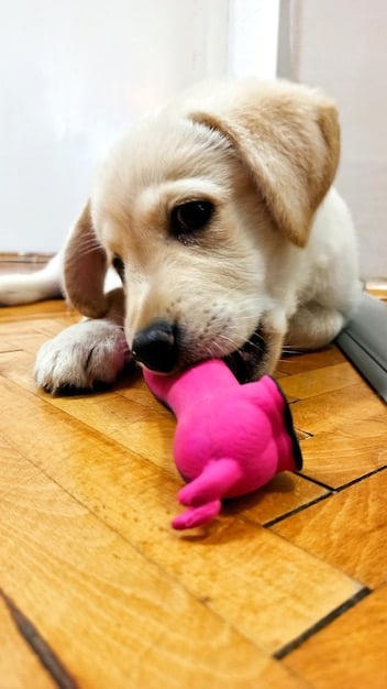 Stop Destructive Chewing: 7 Tips to Protect Your Home