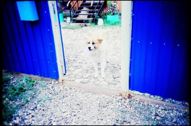 A medium-sized mixed-breed dog looking anxiously at a closed door, surrounded by scattered pieces of a chewed-up blanket and a damaged wooden chair leg. The scene conveys feelings of loneliness and anxiety.