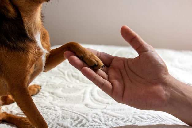 A close-up shot of a person's hand giving a small treat to a dog. The dog is focused on the treat, and the person's hand is gently holding it out. The background is blurred, focusing the viewer's attention on the interaction between the hand and the dog.