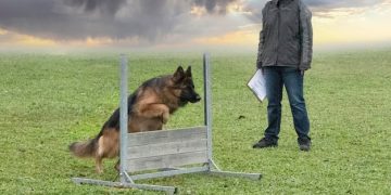 Advanced Obedience Training: Level Up Your Dog's Skills in 2025 - Cover Image