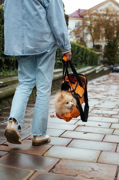 A dog wearing a front-clip harness, walking calmly on a loose leash next to its owner on a city sidewalk. The focus is on the dog's relaxed body language and the loose leash.