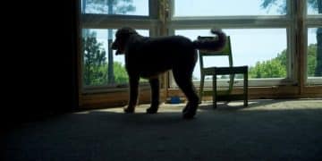 Is Your Dog Scared of Thunder? Effective Calming Techniques - Cover Image