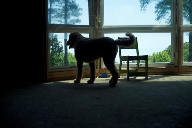 Is Your Dog Scared of Thunder? Effective Calming Techniques
