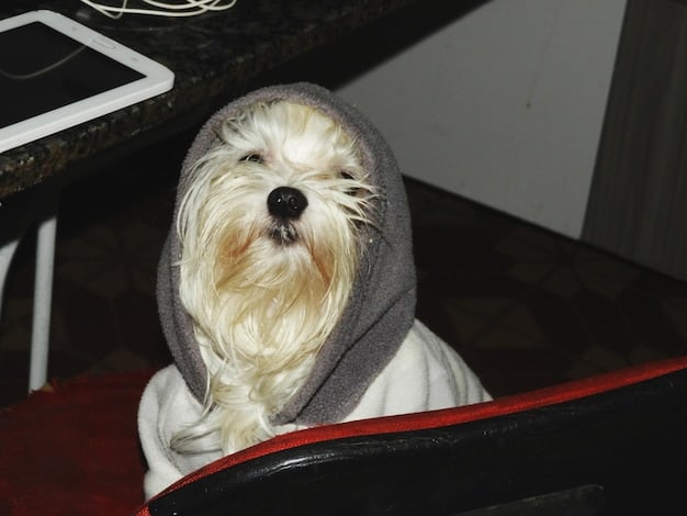 A small terrier mix is panting heavily and trembling, with a worried expression on its face, during a thunderstorm. The dog is wearing a calming vest.