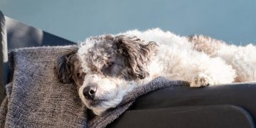 Understanding Canine Cognitive Dysfunction: Helping Your Senior Dog Stay Sharp - Cover Image