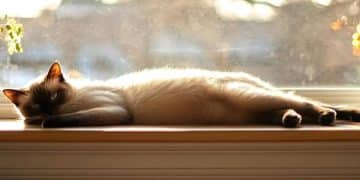 Is Your Cat Stressed? Proven Techniques for a Calm Cat - Cover Image