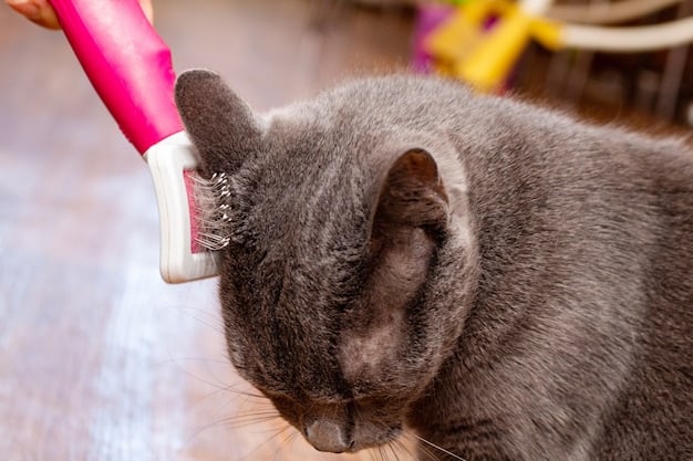 A close-up shot of a cat grooming excessively, focusing on the area where the fur is thinning or missing due to over-grooming. The cat's expression should convey discomfort or anxiety.