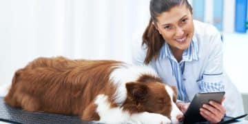Is Your Pet's Weight a Risk? Signs & Actions for 2025 - Cover Image