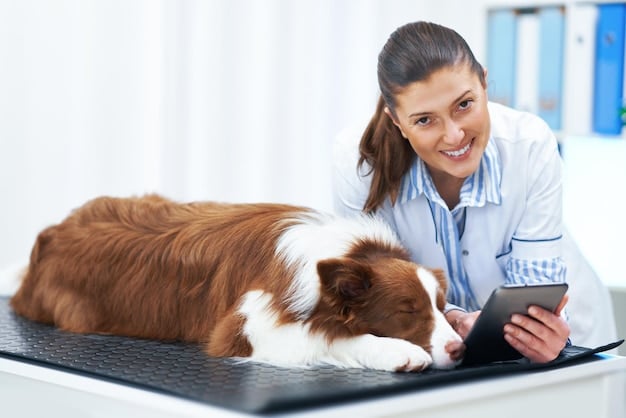 Is Your Pet’s Weight a Risk? Signs & Actions for 2025