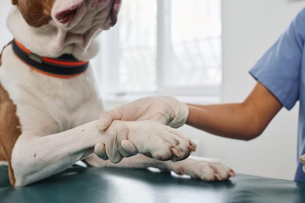 A close-up shot of a veterinarian examining the leg of a senior dog. The dog appears calm and comfortable during the examination.