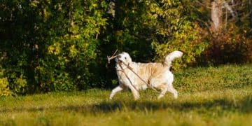 Protect Your Pet: Lyme Disease Vaccine Updates for 2025 - Cover Image
