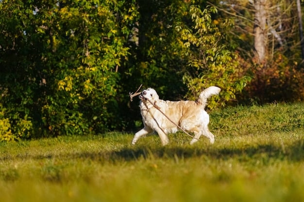 Protect Your Pet: Lyme Disease Vaccine Updates for 2025