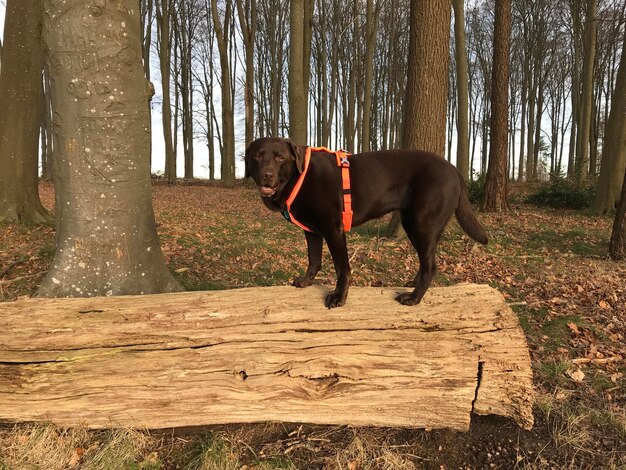 A medium shot of a dog wearing a tick collar while exploring a wooded area. The collar is clearly visible, and the dog is sniffing the ground, showing curiosity and engagement with the environment.