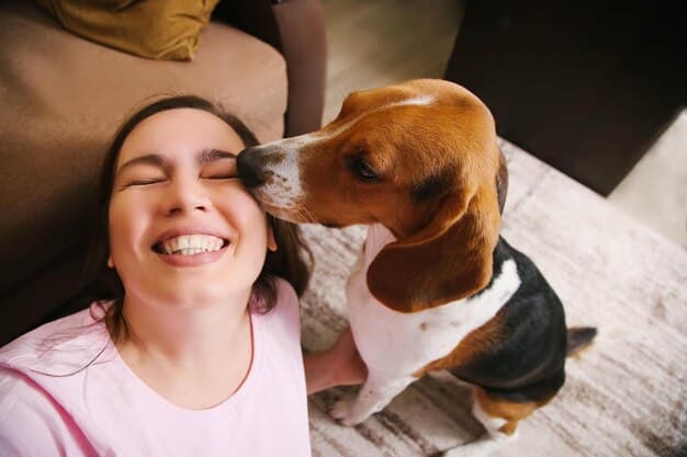 A close-up shot of a beagle's face, focused on its expressive eyes and slightly panting mouth, suggesting enjoyment and engagement during playtime. The dog is indoors, possibly in a living room.