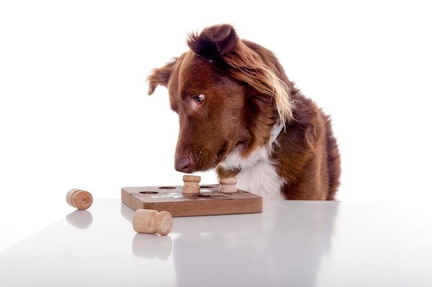 A medium shot of a border collie intently focused on a puzzle toy, with various compartments and treat openings. The dog is actively trying to manipulate the puzzle to get to the treats inside.