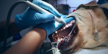 Pet Dental Health: Prevention Tips to Avoid Expensive Vet Bills - Cover Image
