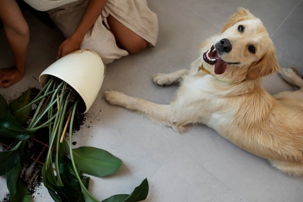 A golden retriever happily chewing on a green dental chew toy. The dog is sitting on a wooden floor in a brightly lit living room.